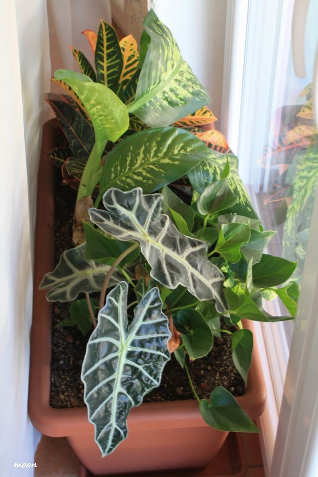 Alocasia